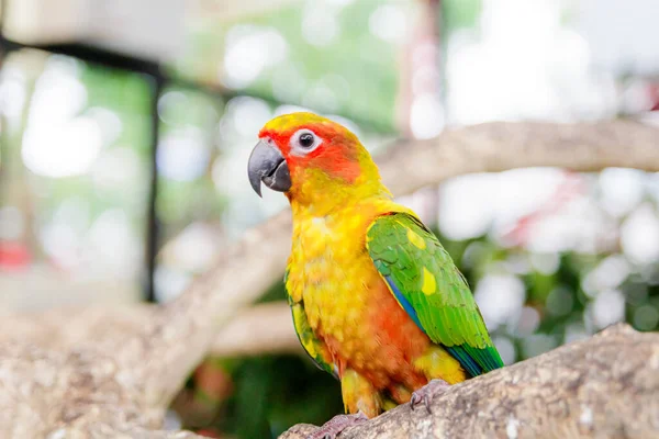 Piękna Piękna Papuga Sun Conure Gałęzi Miękkie Skupienie Obraz Stockowy