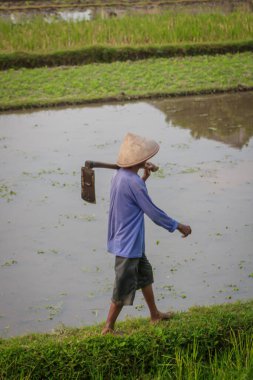 Yogyakarta, Endonezya. 28 Temmuz 2022: Erkek çiftçi çeltik tarlasında yürüyor