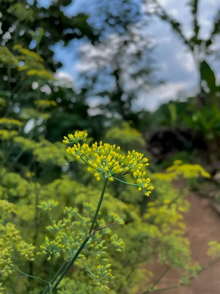 Close Up Of Yellow Mustard Flower Plant. The mustard is a plant species in the genera Brassica. The plant age is less then one month and photo shoot at wonogiri, Indonesia