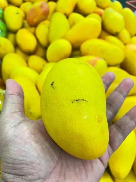 Closeup View Yellow Mango Hand Yellow Mangos Background — Stock Photo, Image