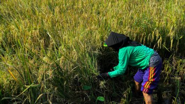 Yogyakarta, Endonezya - 30 Mart 2022: pirinç tarlasında pirinç toplayan yaşlı bir kadın. Hasat mevsiminde pirinç tarlasında çalışan Asyalı işçiler.