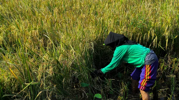 인도네시아의 카르타 2022 논에서 수확하는 수확기에 논에서 일하는 아시아 근로자들 — 스톡 사진