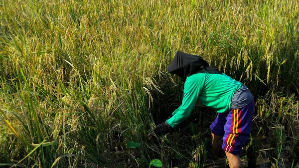 Yogyakarta, Endonezya - 30 Mart 2022: pirinç tarlasında pirinç toplayan yaşlı bir kadın. Hasat mevsiminde pirinç tarlasında çalışan Asyalı işçiler.