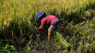 Yogyakarta, Endonezya - 30 Mart 2022: pirinç tarlasında pirinç toplayan yaşlı bir kadın. Hasat mevsiminde pirinç tarlasında çalışan Asyalı işçiler.