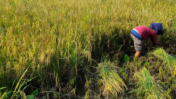 Yogyakarta, Endonezya - 30 Mart 2022: pirinç tarlasında pirinç toplayan yaşlı bir kadın. Hasat mevsiminde pirinç tarlasında çalışan Asyalı işçiler.