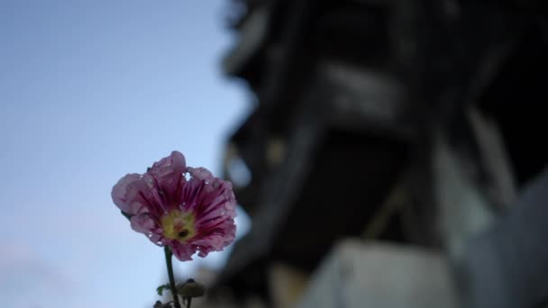 Рек Фокусується Від Червоної Квітки Бомбардування Житлового Будинку Задньому Плані — стокове відео
