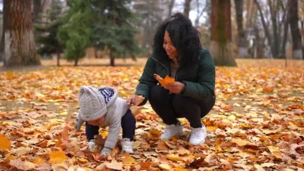 Brett Fotograferat Porträtt Söt Liten Son Som Leker Gula Fallna — Stockvideo