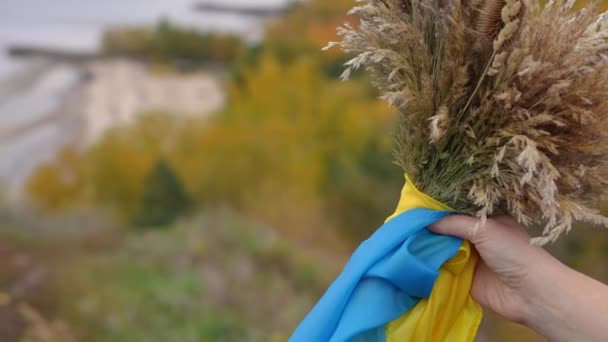 Búza Sheaf Csomagolva Ukrán Zászló Női Kézben Jobb Oldalon Háttérben — Stock videók