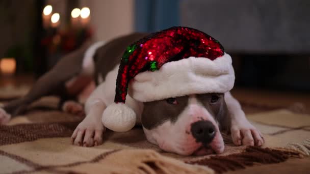 新年の帽子でリラックスした犬の肖像室内に立って横たわっていた 純血種のアメリカン スタッフォードシャー テリアはクリスマスの前夜に家にいる 休日とペットのコンセプト — ストック動画