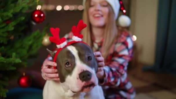 Porträtt Glad Hund Med Kvinnliga Händer Sätta Julen Hår Båge — Stockvideo