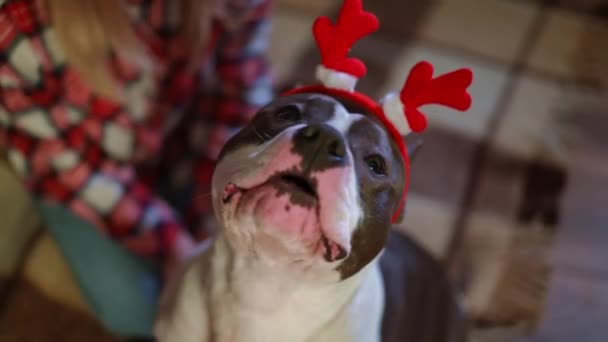 Высокий Угол Обзора Чистокровной Собаки Рождественском Обруче Волос Лает Глядя — стоковое видео