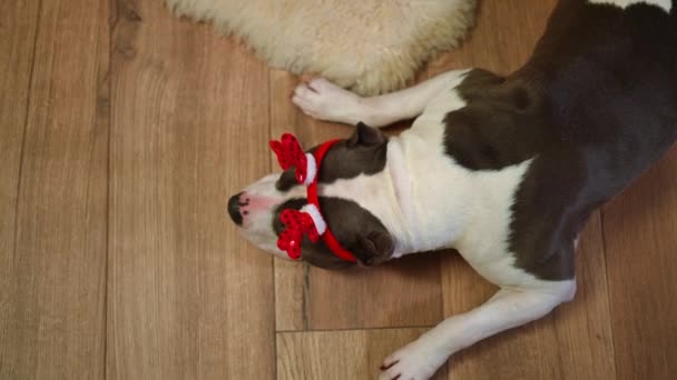 在室内木制地板上躺着一只松驰的狗在新年发环上的头像 — 图库视频影像
