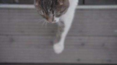Beyaz kar üzerinde ahşap verandadan atlayan tüylü, sevimli kedi. Sevimli hayvan kış günü dışarıda eğleniyor.