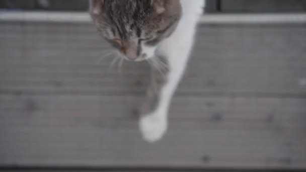 Detailní Chlupaté Roztomilé Kočka Skákání Dřevěné Verandy Bílém Sněhu Odchodu — Stock video