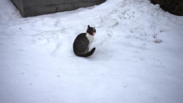 Kucing Lucu Berjalan Atas Salju Putih Teras Kayu Mengeong Dan — Stok Video