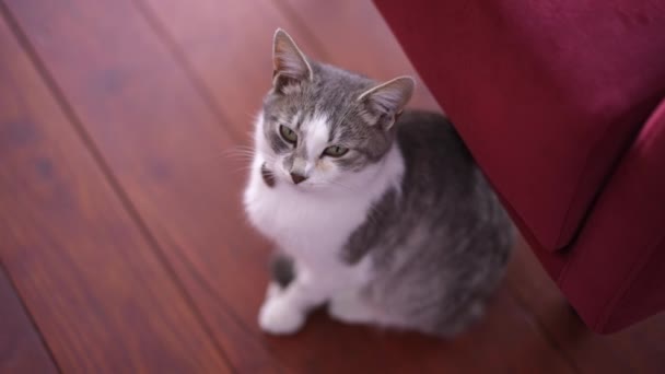 顶部看可爱的灰色和白色的小猫坐在地板上环顾四周 家中松驰毛茸茸的家养宠物的高角肖像 — 图库视频影像