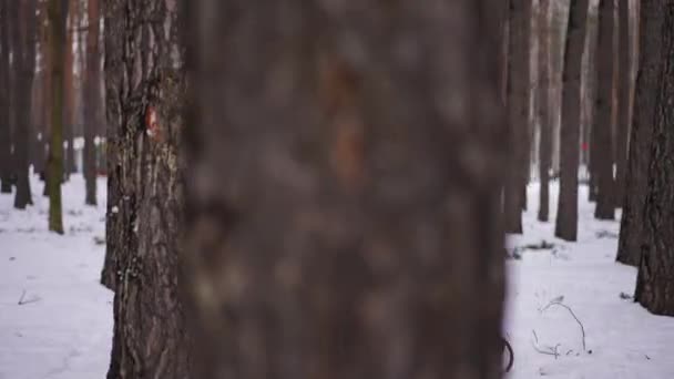 Униз Вистрілив Підлітка Який Тягнув Санки Усміхненою Дівчиною Зимовий Ліс — стокове відео