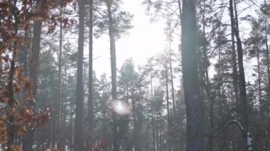Güneş, gün doğumunda ağaçların arasında yavaş çekimde parlıyor. Kış sabahı güneş ışığı ormanda hiç insan olmadan.