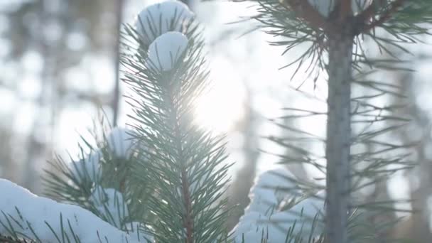 상록수 사이로 이비치고 겨울날에는 아무도 야외의 숲에서 자연의 아름다움 — 비디오