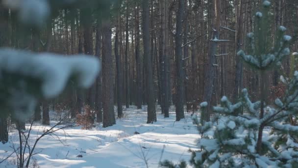 Śnieżna Łąka Zimowym Lesie Słońcem Świecącym Rano Szeroki Trawnik Świetle — Wideo stockowe