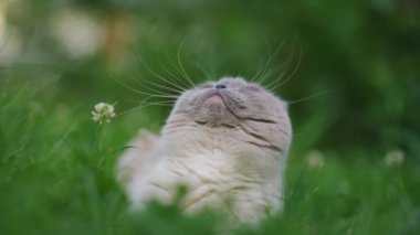 Curious gray purebred Birman looking up and looking around in slow motion on green summer meadow. Close-up portrait of cute domestic cat lying on summer lawn