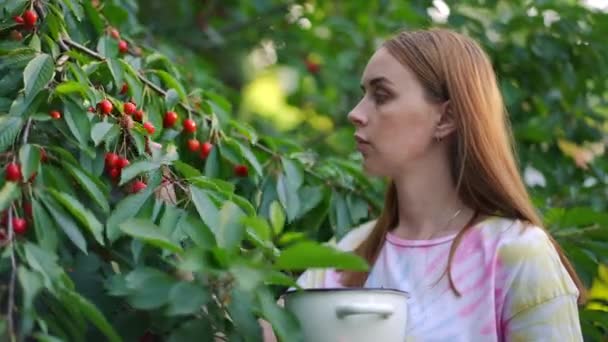 木の枝から果実を収穫するスリムな豪華な若い女性のサイドビューの肖像画 夏の庭で甘いおいしいチェリーを引き裂く美しい集中コーカサスの庭師屋外 — ストック動画