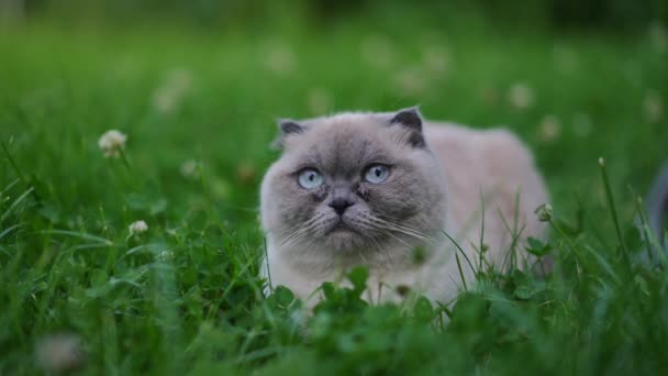 Portrait Gray Furry Domestic Cat Light Blue Eyes Looking Slow — Vídeos de Stock