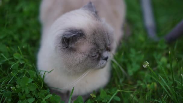 Top View Portrait Relaxed Cute Birman Cat Lying Green Summer — Stock video