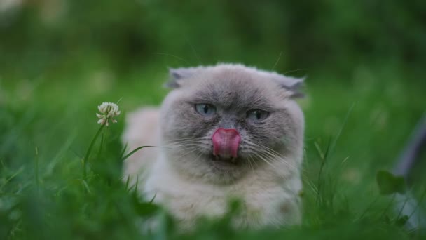 Close Front View Furry Cute Cat Turning Head Slow Motion — Vídeos de Stock