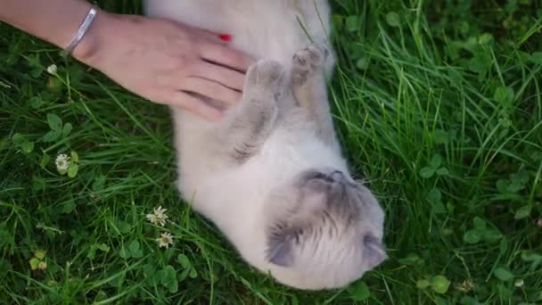 Close Slim Female Caucasian Hand Stroking Belly Gray Birman Cat — Stockvideo