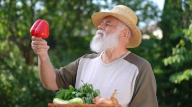Satisfied bearded old man admiring red belly pepper standing in summer garden outdoors. Happy confident male senior gardener talking in slow motion enjoying harvesting