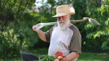Positive senior farmer with shovel on shoulder turning showing harvest in hand and looking away smiling. Portrait of happy satisfied Caucasian gardener bragging standing on summer spring day outdoors