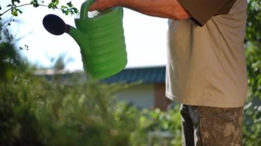 Unrecognizable senior male gardener watering plants on sunny summer spring day outdoors. Old Caucasian man pouring water on green bushes and grass in slow motion. Horticulture and gardening concept