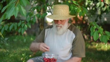Happy carefree senior man tasting delicious red cherries sitting in spring summer garden. Medium shot portrait of smiling Caucasian bearded man enjoying tasty homegrown sweet berries outdoors
