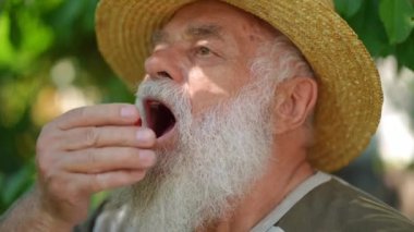 Close-up senior bearded retiree eating delicious berry looking away sitting in summer spring garden. Portrait of confident satisfied Caucasian gardener enjoying tasty cherry in slow motion