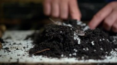 Erkek eli siyah toprakta salyangoz yumurtalarını kontrol ediyor. Çiftlikteki tanınmayan beyaz adam içeride yenilebilir konforlar yetiştiriyor. Küçük işletme ve heliciculture