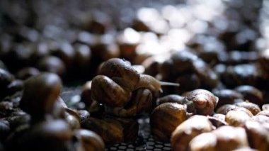Snail slowly moving tentacles in sunlight resting with escargatoire. Close-up shelled slug on animal farm indoors in sunshine. Heliciculture and escargot production concept