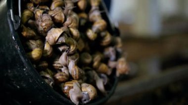 Kapalı alandaki kovadan salyangoz dökülüyor. Tarlada kara sümüklüböcekleri yetiştiren tanınmamış Kafkasyalı genç adam büyük bir konteynıra salyangoz yerleştiriyor.