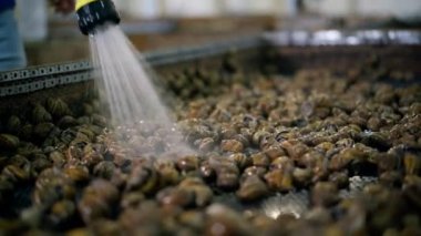Close-up water spraying on group of snails on grid. Unrecognizable Caucasian man washing edible land slugs breeding exotic food delicacy on farm indoors