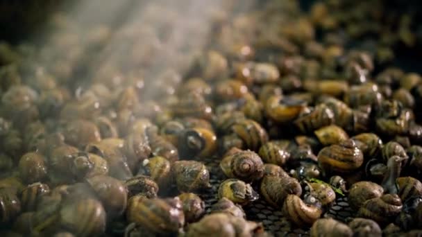 Close Washing Shelled Snails Male Caucasian Hand Spreading Animals Unrecognizable — Video Stock