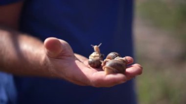 Close-up male hand holding three snails in sunshine outdoors. Unrecognizable Caucasian man standing in sunlight on summer spring day with edible slugs crawling on palm