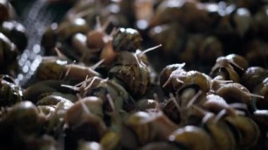 Escargatoire of snails mating indoors close-up. Live camera moves forward along copulating land slugs on farm. Heliciculture and reproduction concept