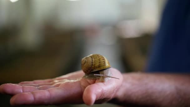 Close Snail Crawling Male Caucasian Hand Unrecognizable Confident Man Holding — Vídeos de Stock