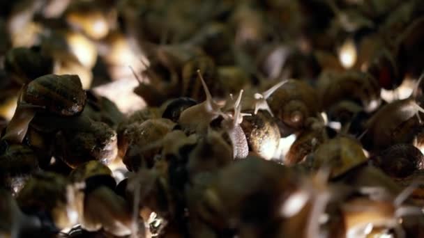在室内慢慢移动白色触角的蜗牛的特写镜头 农场室内阳光下的高角形地鼠群 — 图库视频影像