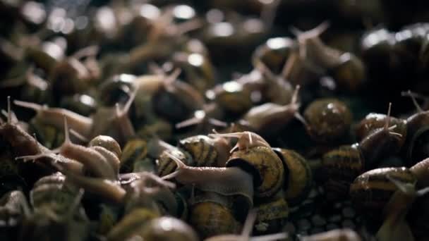Live Camera Moves Forward Back Snails Crawling Sunlight Indoors Close — Wideo stockowe