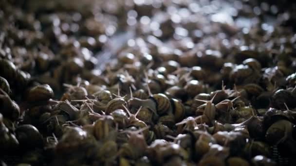 Group Snails Indoors Darkness Sunrays Escargatoire Breeding Farm — Video Stock