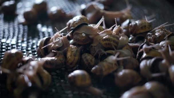 Edible Snails Mating Indoors Closeup Close Escargatoire Land Slugs Breeding — Stock video