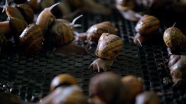 Snails with shells mating indoors close-up. Shelled slugs in sunlight closeup
