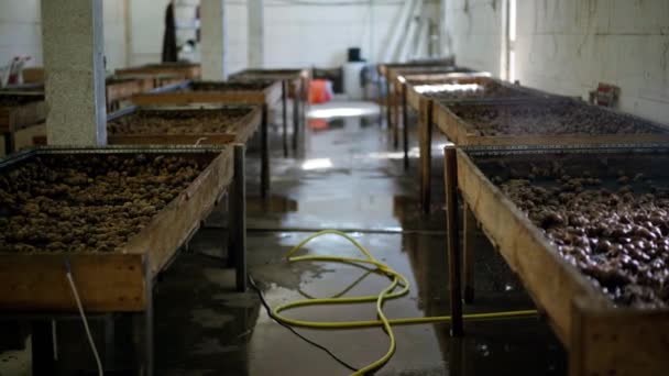 Rows Containers Snails Indoors Farm Edible Slugs Breeding Concept — стоковое видео