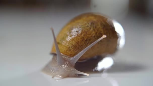 Close Shelled Snail Four Tentacles Crawling Slowly White Table Extreme — Video Stock